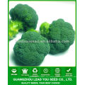 JBR01 resistencia a las semillas de brócoli a alta temperatura f1
